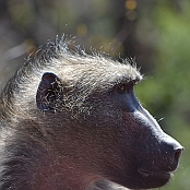 "Chacma Baboon" Kruger National Park, South Africa